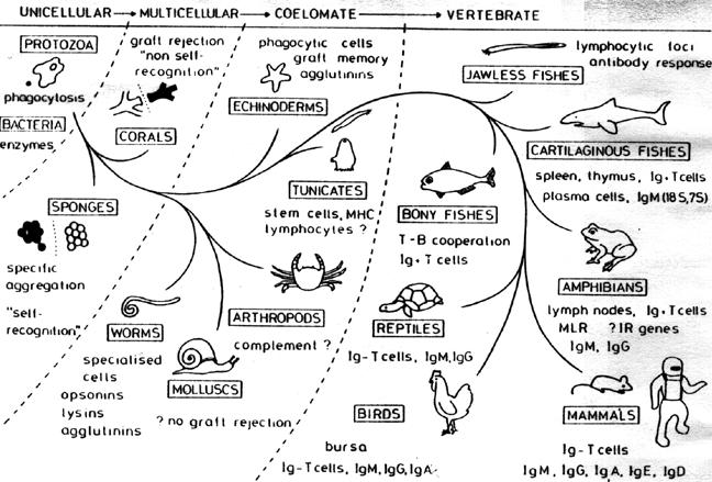 4) 여러가지생명체의면역반응 ㄱ ) 단세포생명체의면역반응 : 원생동물 (protozoa) 의식균작용 (phagocytosis) ㄴ )