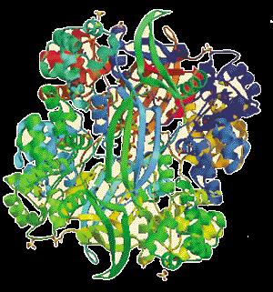 3) B 림프구와 T 림프구면역원 B 림프구는항원이단백질,