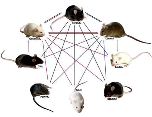 6) 면역학연구에서생쥐의유용성 : 사람과같은포유동물 : inbred strain ( 내교배주 ) : 짧은세대기간 ( 약 6 주 ) :