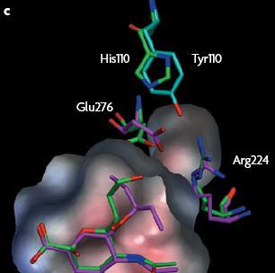 타미플루 단백질구조기반약물개발 Oseltamivir was approved in late 1999 as the first orally active