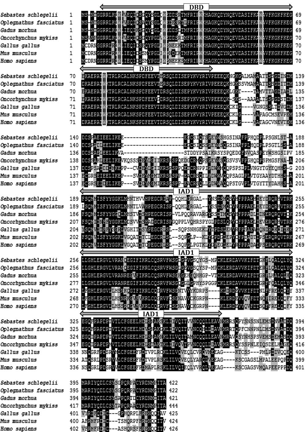 IRF8 의특징및발현분석 307 Fig. 3. Multiple sequence alignment of SsIRF8 amino acid sequence with other known orthologs from GenBank. The alignment was conducted using ClustalW.