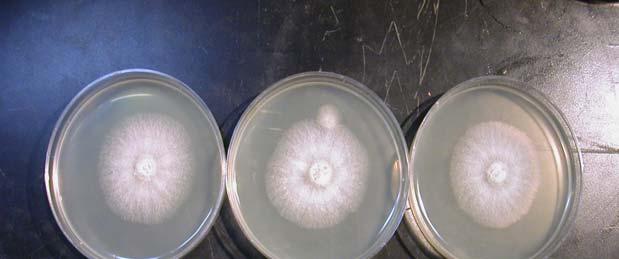 3. Anti-Fungal Activity Test - 푸른곰팡이 실험결과 감자한천배지 (PDA) 에푸른곰팡이를접종한후 36