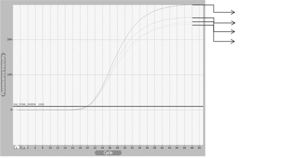 Final fluorescence graph were unrelated with PCR condition times. reverse transcriptase (Bioneer) cdna 42 C 1, 2, 3, 4, 5,