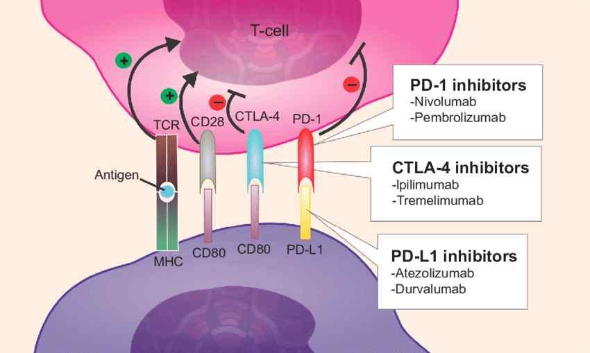16/25 면역체크포인트억제제약제 면역체크포인트억제제에는 CTLA-4 단클론항체로 ipilimumab 가있고, PD-1 단클론항체로 nivolumab, pembrolizumab 등이있으며 PD-L1 단클론항체로 atezolizumabdurvalumab 등이있다.