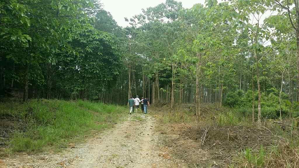 조림벌채지역