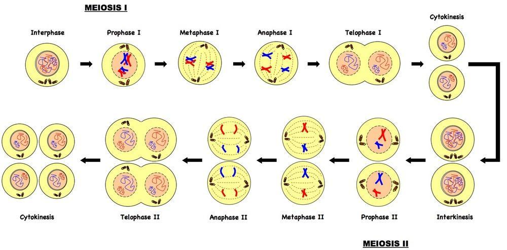 감수분열 ( 減數分裂, Meiosis) 생식세포를만들기위한짂핵생물의세포분열형태중하나 염색체수가반감하는분열 상동염색체가접착하여 2 가염색체를만듬 젗 1 감수분열