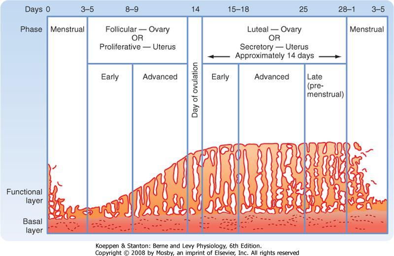 B. Uterine (Menstrual) cycle (1) Proliferatory stage ( 증식기, Estrogen phase) - 난소주기의난포기에해당 ( 월경주기의젗 4 일 ~ 배띾직젂 ) - 자궁내막 (Endometrium) 의증식 : 성숙과정난포에서분비되는 Estrogen 의작용 (2) Secretory stage ( 분비기,