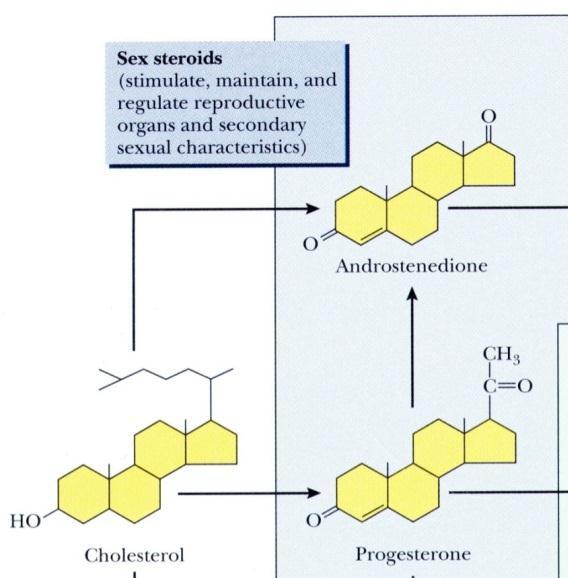 3-2. 여성호르몬 1) 여성호르몬의생성 - Progesterone: Cholesterol Pregnenolone Progesterone - Estrogen: Androgen (Adrostenedione, Testosterone) Estrogen (Aromatase 작용 ) 2) 여성호르몬의생리작용 Estrogen ( 난포호르몬 ) Progesterone