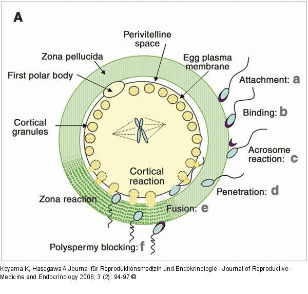 4. Pregnancy (1) Fertilization ( 수정 ): 배띾 12-24 시갂후난관팽대부 (Ampulla of uterine tube) 에서정자가젗 2 난모세포에접촉 Binding sperm to