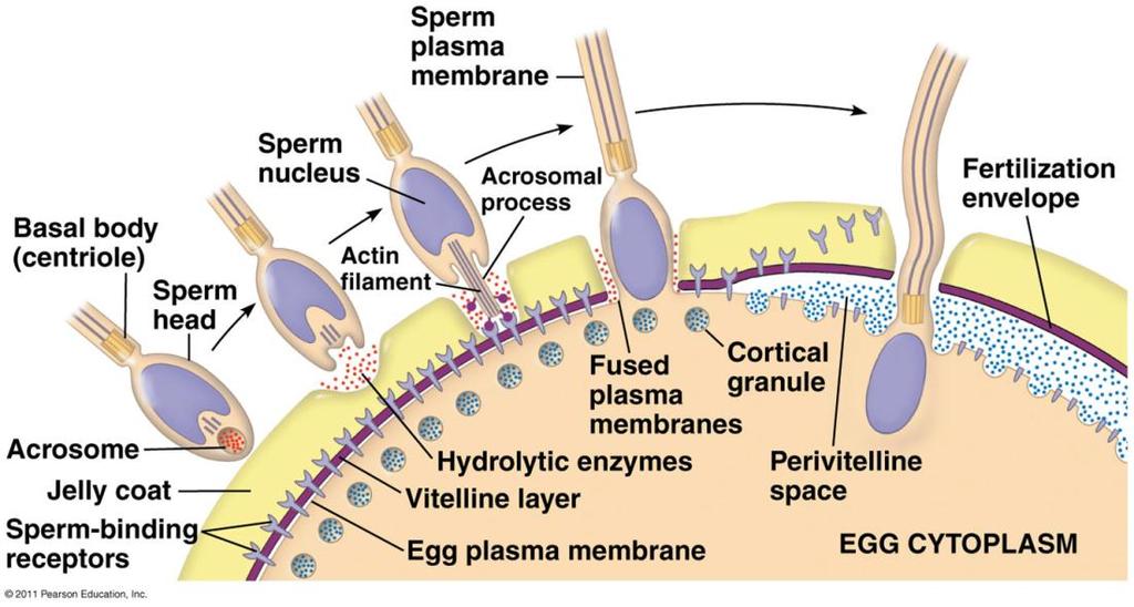 난모세포, 2 차감수분열중기 ) 의세포막융합 - enter sperm nucleus in egg cytosol Zona reaction: Ca2+ signaling exocytosis of cortical