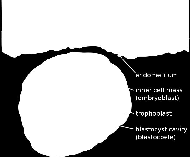 태아, Embryoblast), 포배강 ( 난할강, Blastocoel) 으로구성