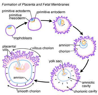 (3). 태반 (placenta) 형성 : 임싞 4 개월에완성 ( 출산시 500 g) - 포배측의융모막