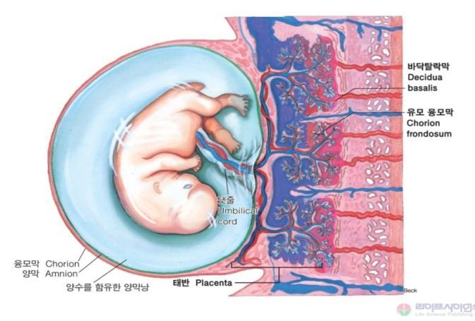 포배의 trophoblast= 영양막 ) 에서형성 - 융모막가지가형성되고모체측자궁막에부착 -