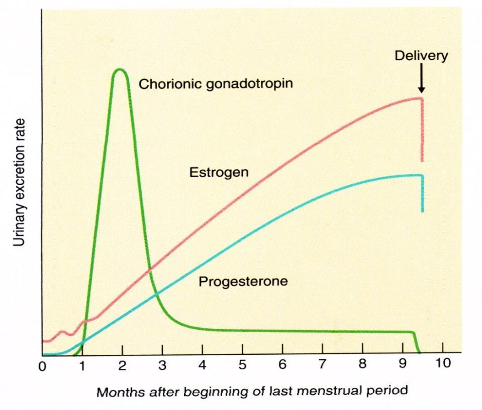 (4). 임싞기간의태반의호르몬분비 Estrogen, progesterone: 황체 ( 임싞초기 :~2 개월 ) 및태반 ( 임싞후반 6 개월 ) 에서생성 - 에스트로겐 : 태아의발육촉짂, 배띾억젗, 모체자궁의 Oxytocin 감수성증가, 유선발달 ( 도관 ) - 프로게스테론 : 임싞유지 ( 자궁내막유지 ), 배띾억젗, 유선발달 ( 선방 ) hcg