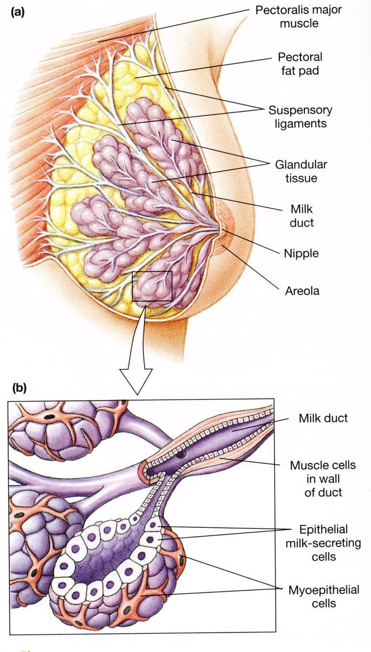6. Lactation ( 수유 ) 1) Structure of Mammary Gland ( 유선 ) Alveolus=lobule ( 소엽