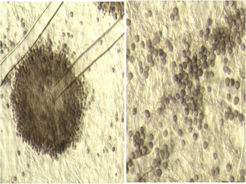 Aspergillus 속은자낭균문 (Ascomycota), 불완전균강 (Deuteromycetes, mitosporic fungi), 총생균목 (Moniliales), 담색선균과 (Moniliaceae) 에속하는균으로서, 이번조사에서 3종의국내미기록 Aspergillus 가발굴되었다. 그중 A. niger( 그림세부 3-5) 와 A.