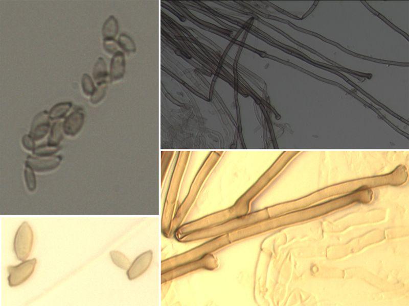 C. cladosporioides는민들레와소나무조직속의내생균으로처음보고되며 ( 그림세부 3-7), C.