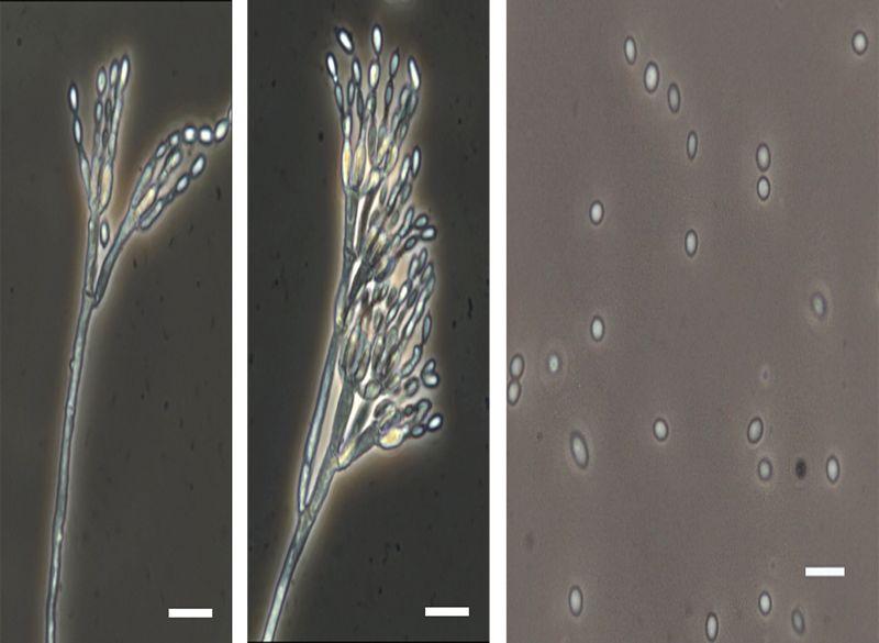 radicicola Penicillium sclerotigenum P. toxicarium < 그림세부 3-13>Penicillium sclerotigenum, P.