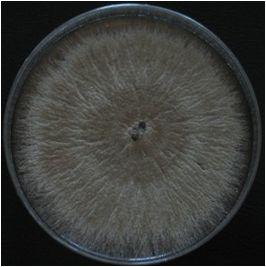 Ceratocystis sp. Pichia zsoltii < 그림세부 3-15> Sporothrix sp.