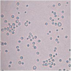 3-16). 주름버섯목소똥버섯과에속하는 Conocybe fragilis (Peck) Sing.