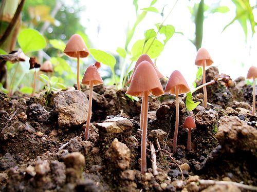 fulgens, Conocybe fragilis,