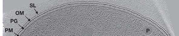 33 Electron Cryotomography (Cryo-ET) Rapid