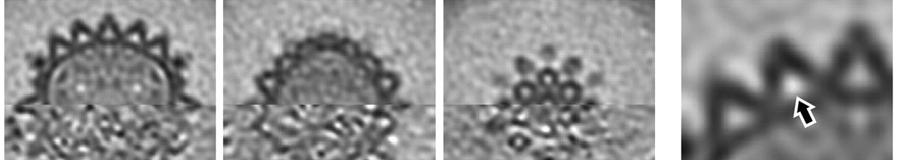 subcellular structures such as cytoskeletal