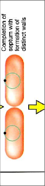 OD (optical density)