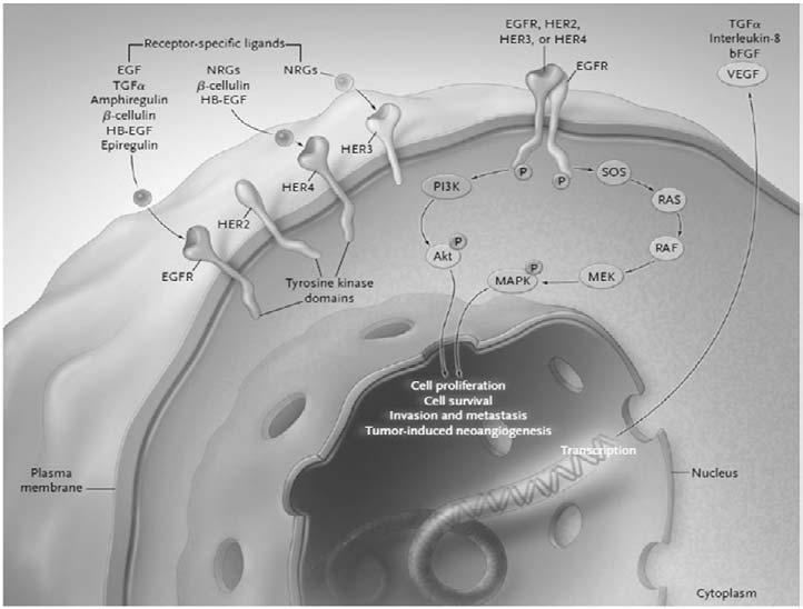 JKSHP, VOL.32, NO.3 (2015) Fig. 3 Signal transduction by the HER family and potential mechanism of action 10) lular domain Ⅳ에결합하여세포내 tyrosine kinase 활성을저해하는 humanized monoclonal antibody이다.