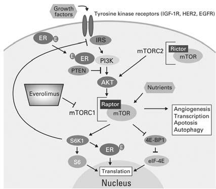 최은경 : 유방암의약물요법 Fig. 5 PI3K/AKT/mTOR signaling pathway 16) Fig. 6 CDK 4/6 : a key pathway in cell cycle 19) 는전이성유방암의 exemestane과의병용요법으로 2012년승인을받았다. 용법은 1일 1회 10 mg을일정한시간에경구로복용하고식사와는무관하게투여할수있다.