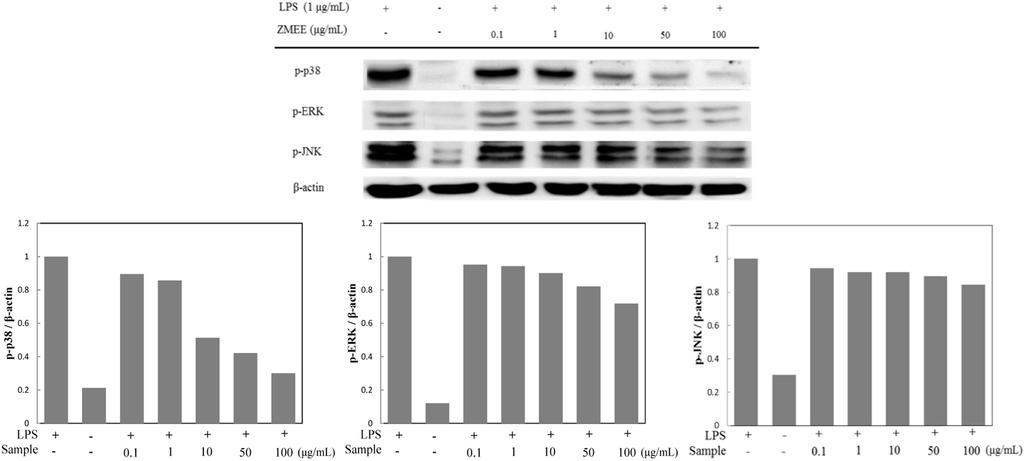 잘피에탄올추출물의항염증활성 187 Fig. 5. Effect of Zostera marina ethanolic extract (ZMEE) on MAPKs expression in LPS-induced RAW246.7 cells.