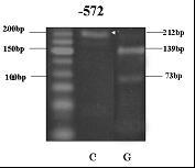 J Korean Acad Periodontol 2008;38(4) 한국인전반적급진성치주염환자에서 IL-6 유전자다변성에관한연구 를사용하여 1 mm 단위로측정하였다. 동일한기구로백악법랑경계부에서유리치은변연까지치은퇴축을측정하였고치은퇴축은양의값, 치은부종은음의값으로표시하였다.