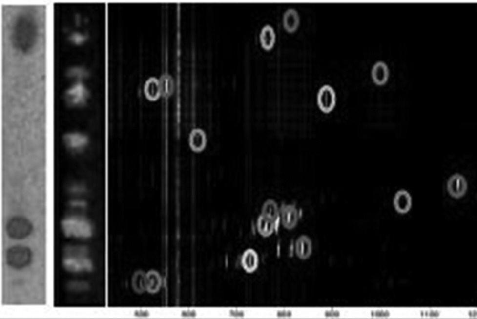 Armin Holle, Andreas Haase, Markus Kayser and Jens Hohndorf, Optimizing UV laser focus profiles for improved MALDI performance, J. Mass Spectrom., 2006, 41, 705 716 2. Hongying Zhong, Sandra L.