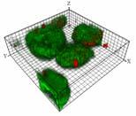 Molecular technology for biomolecules CLSM 3D (X,Y,Z) + + 3D Biofilm image 영상분석 Image Structure Analyzer Porosity Fractal