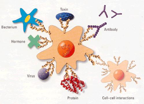 Functional Glycomics 복합당질관련연구 탄수화물 - 단백질상호작용 복합당질구조및기능연구 탄수화물 --단백질상호작용연구 Bacteria Toxin Antibody ormone 생명현상규명병인규명 Virus 탄수화물관련의약제개발