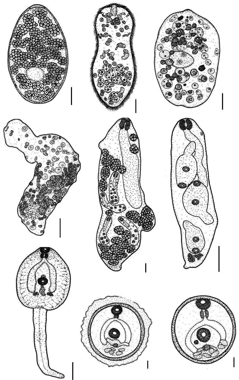 Illustration demonstrating the larval morphology of F. gigantica. (A) Egg. (B) Miracidium. (C) Young sporocyst. (D) Mature sporocyst. (E) Mother redia. (F) Daughter redia. (G) Cercaria.