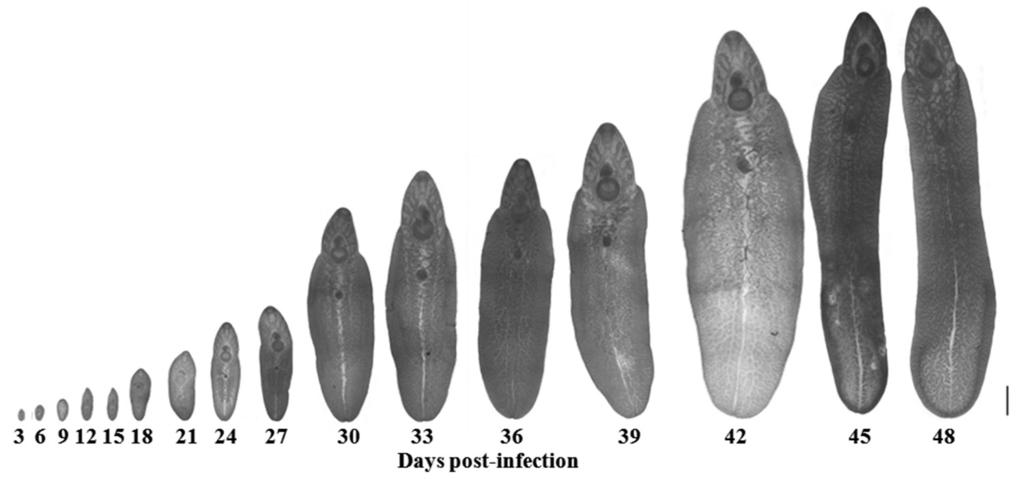 Phalee et al.: Experimental life history of Fasciola gigantica 63 Fig. 5. Different stages of F. gigantica recovered from albino mice. Scale bar= 1 mm. host.