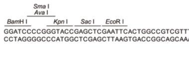 Positive Control Insert pgem-t Easy Vector Control Insert DNA 2X Rapid Ligation Buffer T4 DNA Ligase pcr 2.