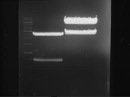 5. Gel extraction / DNA purification - MiniBEST [ 제한효소처리후전기영동하여 insert 정제 ] <MiniBEST Agarose Gel DNA Extraction Kit (9762A)> 가열없이실온 (15~25 ) 에서 gel을빠르게녹임 : Heating 불필요 Buffer에 Spin column