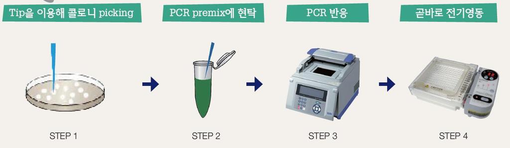 8. Screening PCR or prep 1. Colony PCR Emerald GT PCR Master Mix (RR310A) 2.