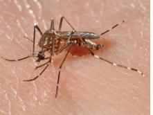[3] 곤충에의한전염 ( 곤충매개 ) Anopheles Malaria Anopheles