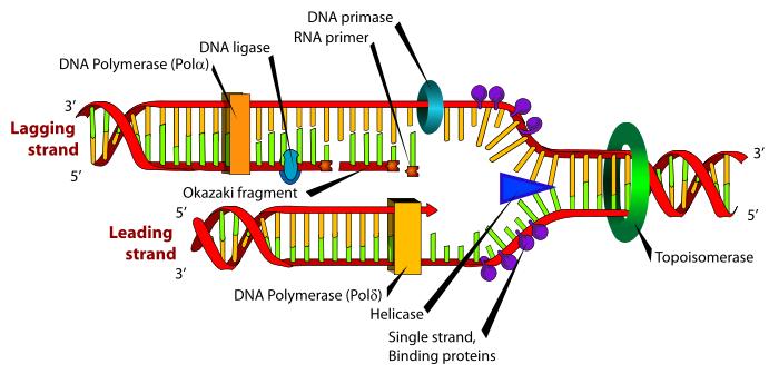 4. DNA