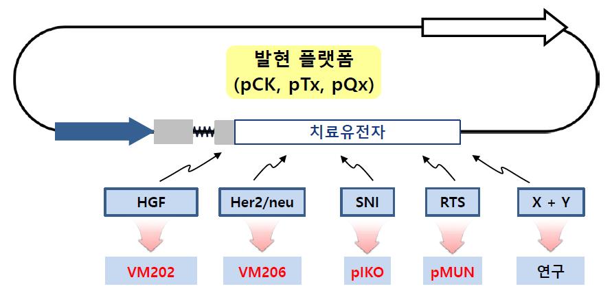 바이로메드의 DNA 발현플랫폼, pck 플라스미드벡터동사의주력파이프라인인 VM202 는 pck 플라스미드벡터에표적유전자인 HGF가도입된형태다. 플라스미드벡터는일종의운반체로도입된유전자가세포내부에서발현될수있게해준다. 따라서도입유전자를변경하면새로운유전자치료제가된다. 플랫폼기술인것이다. 그림 5.