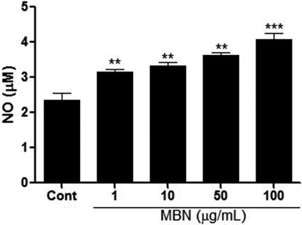 in Materals and Methods. Bars represent an average of three independent measures. Fig. 5. The effect of MBN on hair growth-related gene expression in HaCat cells.
