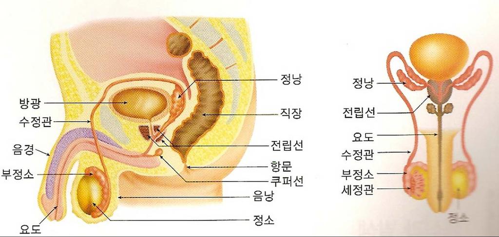 내부생식기 2 부속선 - 정낭, 전립선, 쿠퍼선 : 정액분비,