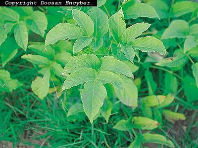 독활 Aralia cordata 뿌리를사용, pimaric