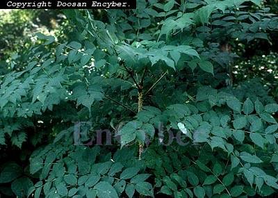 어린순을식용 미나리과 Umbelliferae 암미 Ammi