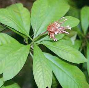 진달래과 Ericaceae 우바우르시 우바우르시엽 ( 잎 ) arbutin, 요로방부제 ( 요도염, 방광염, 신장염 ) 마전과 Loganiaceae 마전자나무 Strychnos nux-vomica 마전자 ( 종자 )