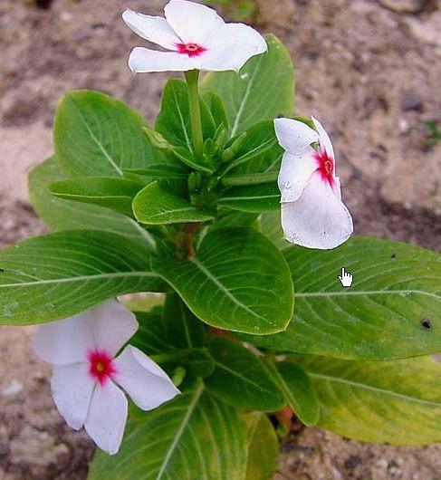 일일초 Vinca rosea = Catharanthus roseus Madagascar periwinkle, Vincae Herba Vinblastine, Vincristine ( 항암제 ) 꼭두서니과 Rubiaceae 토근, Cephaelis ipecaguanha 토근 ( 뿌리 ), 브라질원산, 파나마 emetine,