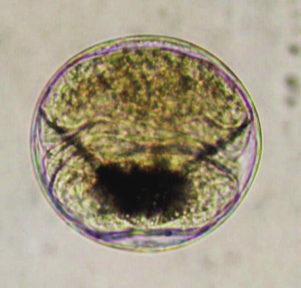 Body ovate, slightly tapering posteriorly, 282-336 by 132-151; forebody 141-188 long, occupying 49-57% of total body length. Tegument spinose. Eyespot pigment dispersed in forebody.